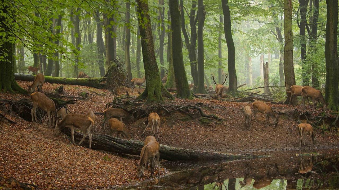 Witte Berken Natuurhotel Epe Esterno foto